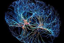 Neuroplastičnost i ogledala terapija